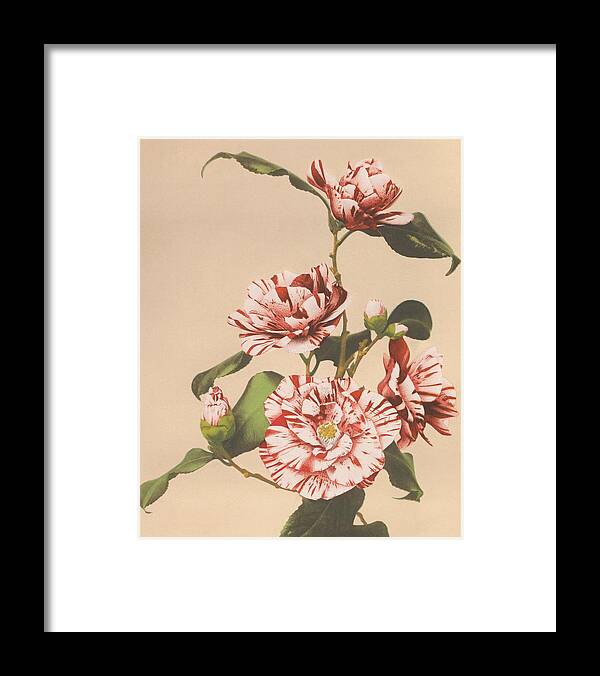 Ogawa Kazumasa Framed Print featuring the painting Beautiful photomechanical prints of Striped Camellias - 1887-1897 by Ogawa Kazumasa by Les Classics