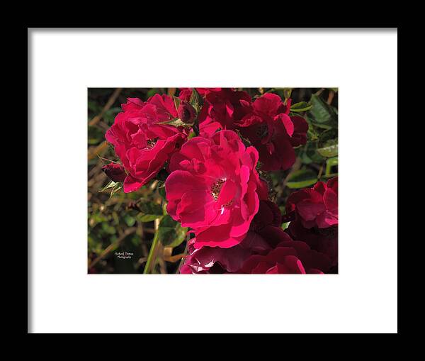 Botanical Framed Print featuring the photograph Beautiful Red Roses by Richard Thomas