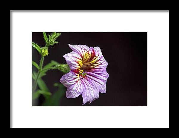 Flower Framed Print featuring the photograph Beautiful Salpiglossis by Alana Thrower