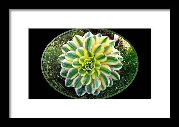 Plant Framed Print featuring the photograph Beautiful Succulent by Nancy Ayanna Wyatt