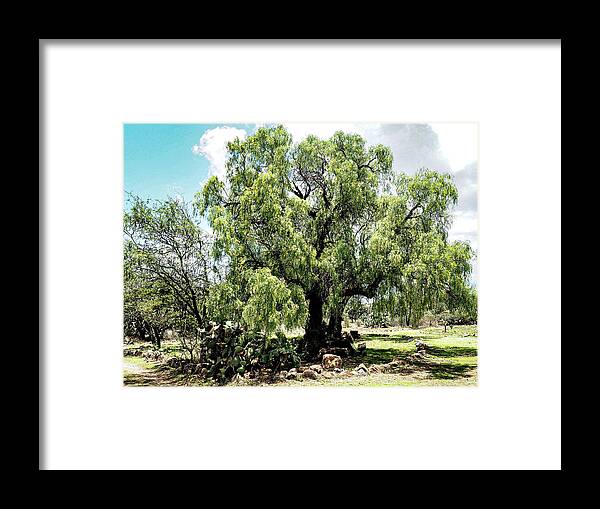 Druified Framed Print featuring the photograph Beautiful Tree in El Charco del Ingenio by Rebecca Dru