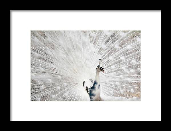 White Peacock Framed Print featuring the photograph Beautiful White Peacock by Louise Tanguay