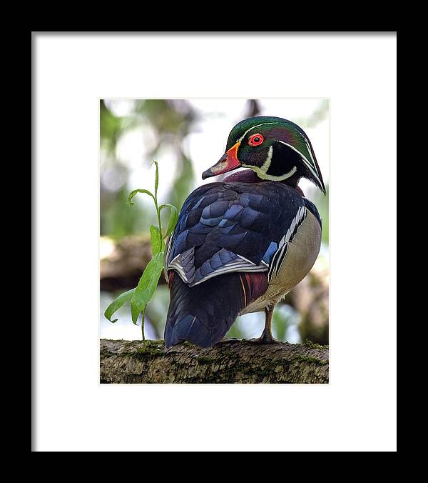 Rainbow Duck Framed Print featuring the photograph Beautiful Wood Duck by Jerry Cahill