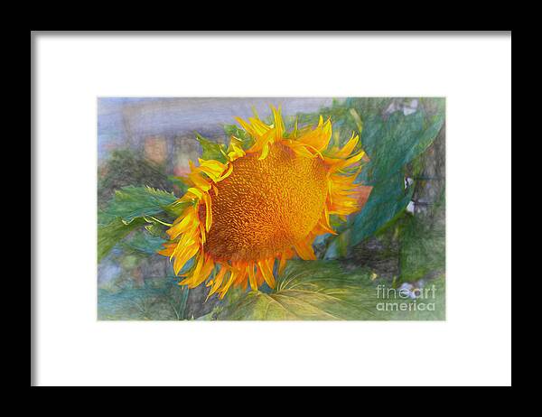 Sunflowers Framed Print featuring the photograph Beauty of a sunflower by Janice Drew