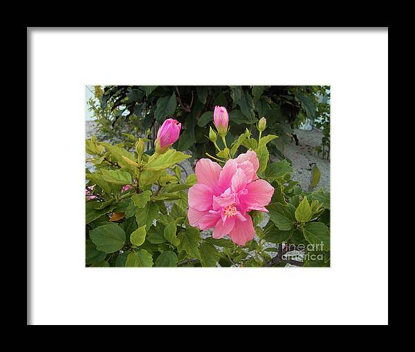 Nature Framed Print featuring the photograph Beauty of Breath by Mary Mikawoz