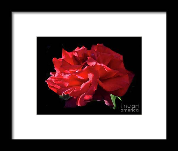 Nature Framed Print featuring the photograph Beauty Of Dark Red Rose Grand Chateau II by Leonida Arte