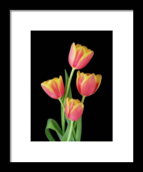 Tulips Framed Print featuring the photograph Beauty Of Four by Johanna Hurmerinta