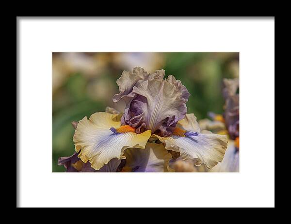 Jenny Rainbow Fine Art Photography Framed Print featuring the photograph Beauty Of Irises. Karibik 8 by Jenny Rainbow