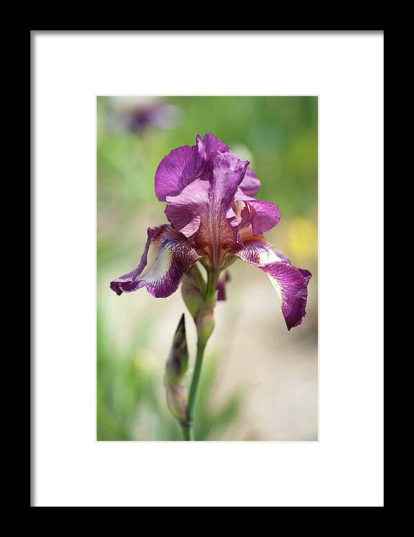Jenny Rainbow Fine Art Photography Framed Print featuring the photograph Beauty Of Irises. Raspberry Ribbon by Jenny Rainbow