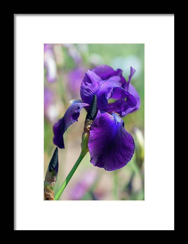 Jenny Rainbow Fine Art Photography Framed Print featuring the photograph Beauty Of Irises. Right Royal by Jenny Rainbow