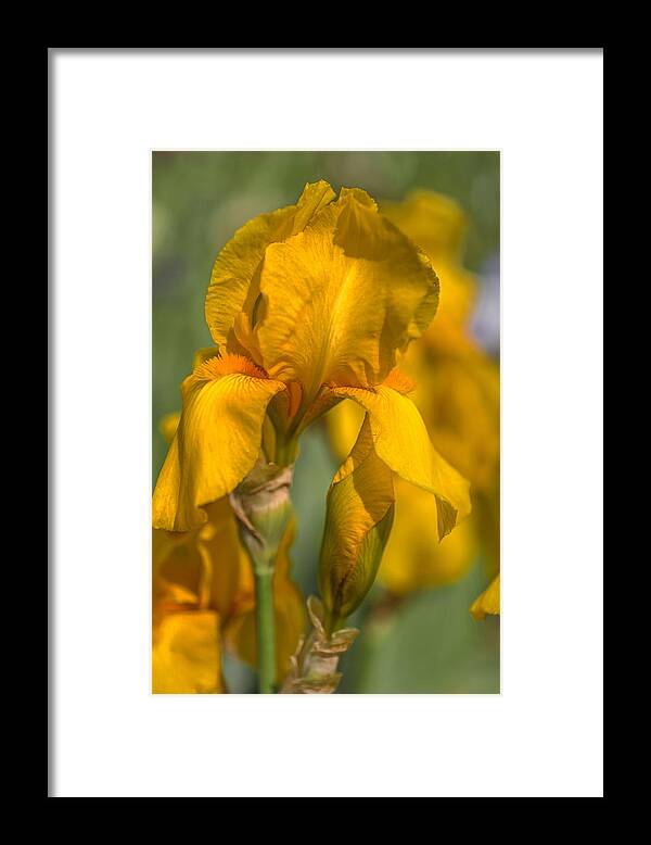 Jenny Rainbow Fine Art Photography Framed Print featuring the photograph Beauty Of Irises. Zlatokop by Jenny Rainbow