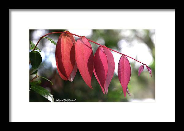 Nature Photography Framed Print featuring the digital art Beauty of nature 161 by Kevin Chippindall
