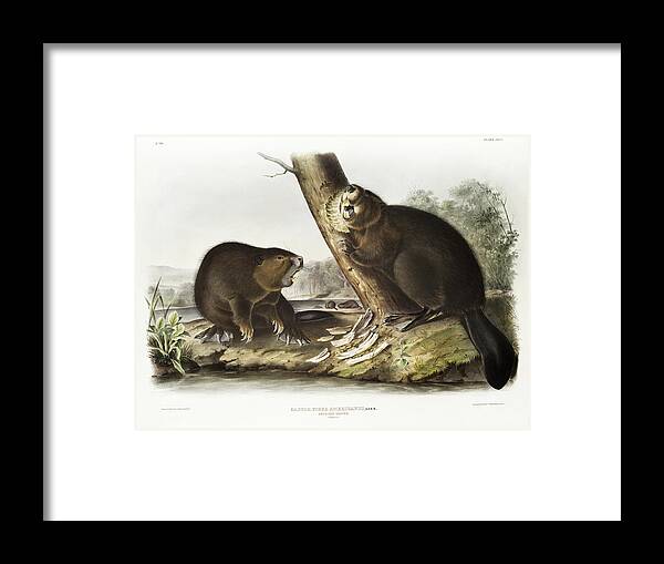 American Animals Framed Print featuring the mixed media Beavers. John Woodhouse Audubon Illustration by World Art Collective
