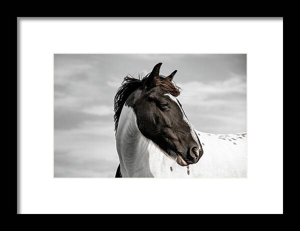 New Forest Pony Framed Print featuring the photograph Beck - Horse Art by Lisa Saint