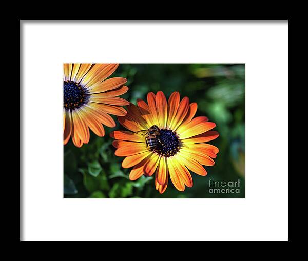 Bee Framed Print featuring the photograph Flower and Bee by Abigail Diane Photography