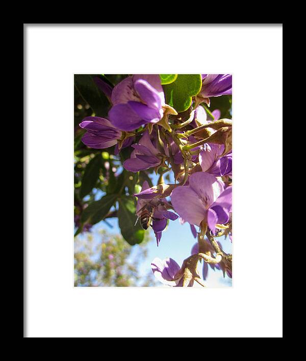 Texas Mountain Laurel Framed Print featuring the photograph Bee Butt in Purple Flowers by W Craig Photography