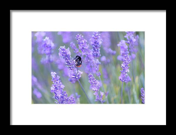 Lavender Framed Print featuring the photograph Bee buzzing in the lavender by Andrew Lalchan