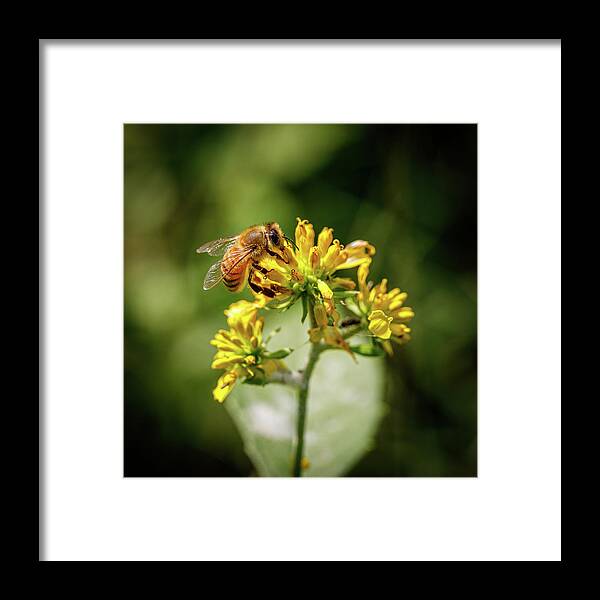 Bee Framed Print featuring the photograph Bee by David Beechum