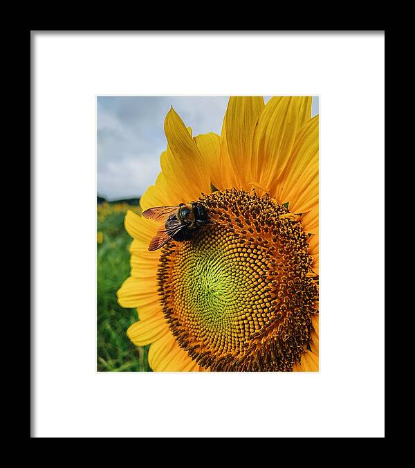 Bee Framed Print featuring the photograph Bee on Sunflower by Rick Nelson