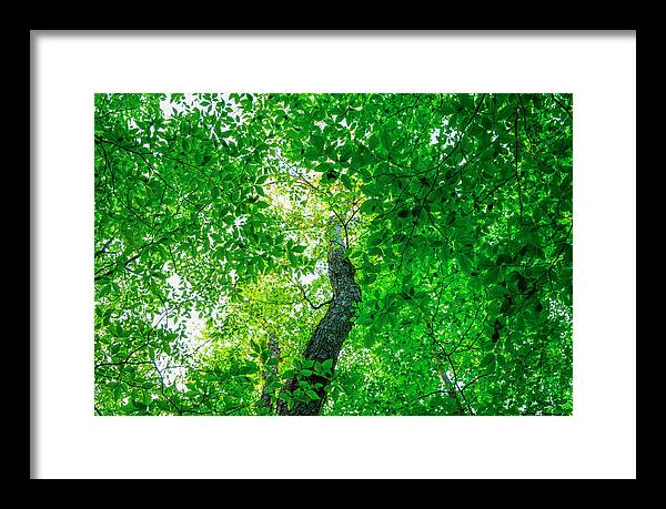 Adirondack Forest Preserve Framed Print featuring the photograph Beech And Maple by Bob Grabowski