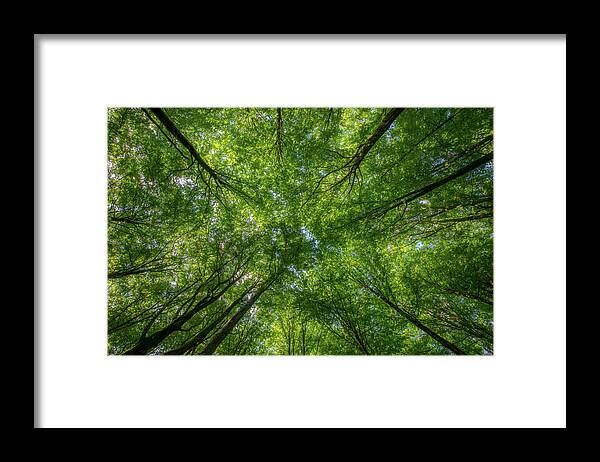Beech Framed Print featuring the photograph Beech Forest Canopy by Nicklas Gustafsson