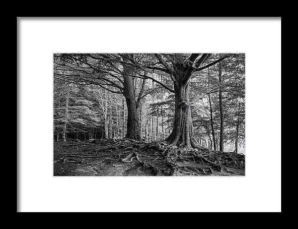 Beeches Framed Print featuring the photograph Roots of Montseny in B/W - C1509-2774-BW by Jordi Carrio Jamila