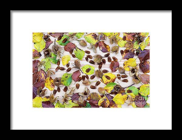 Beechnuts Framed Print featuring the photograph Beechnuts and Autumn Leaves by Tim Gainey