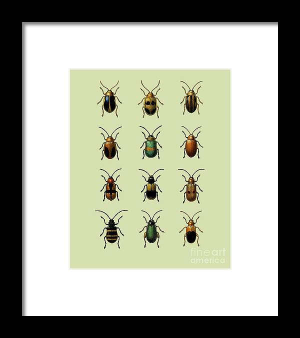 Beetle Framed Print featuring the digital art Beetles by Madame Memento
