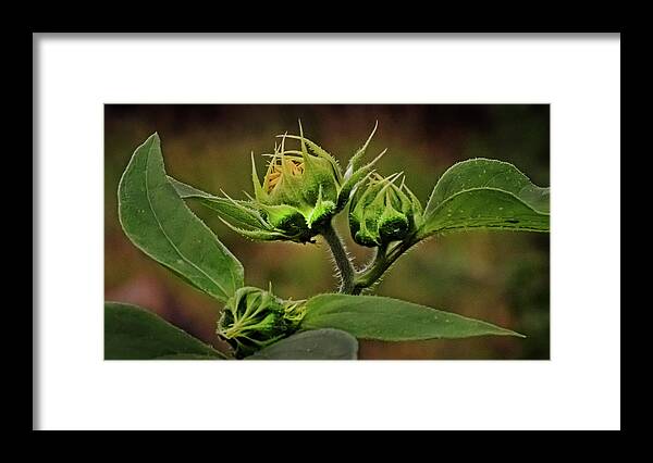 Sunflower Framed Print featuring the photograph Before the Bloom by Laura Putman