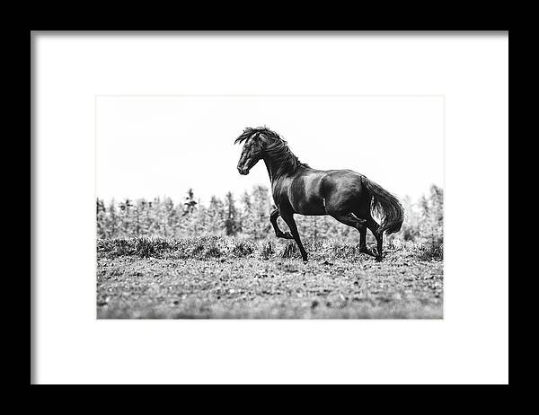 Photographs Framed Print featuring the photograph Believe III - Horse Art by Lisa Saint