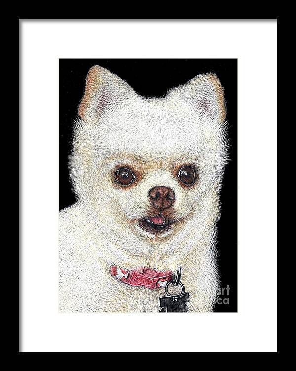 Pomeranian Framed Print featuring the drawing Bella by Sheryl Unwin