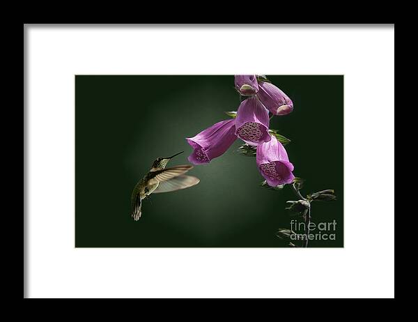 Bellflower Framed Print featuring the photograph Bellflower Hummingbird by Ed Taylor