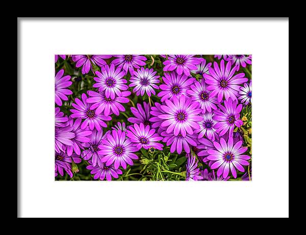 Spring Flowers Framed Print featuring the photograph Bellissima by Az Jackson