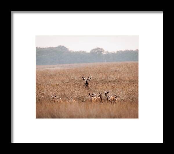 Red Deer Framed Print featuring the photograph Bellowing red deer driving the hinds at the Veluwe The Netherlan by Patrick Van Os