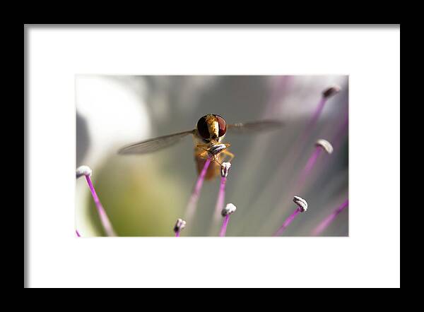 Animal Framed Print featuring the photograph Belted hoverfly on a caper flower by Jean-Luc Farges