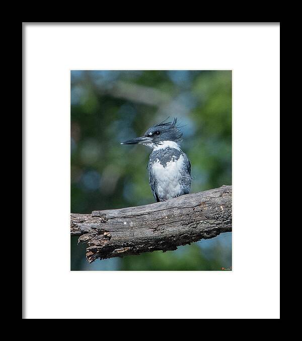 Nature Framed Print featuring the photograph Belted Kingfisher DSB0380 by Gerry Gantt