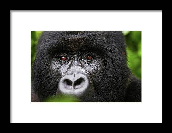 Gorillas Framed Print featuring the photograph Regard Berengei by Sebastien Meys