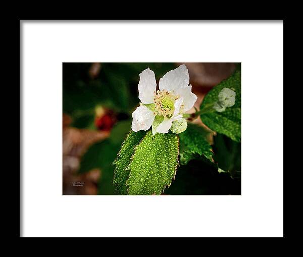 Berry Blossom Framed Print featuring the photograph Berry Blossom Late by Richard Thomas