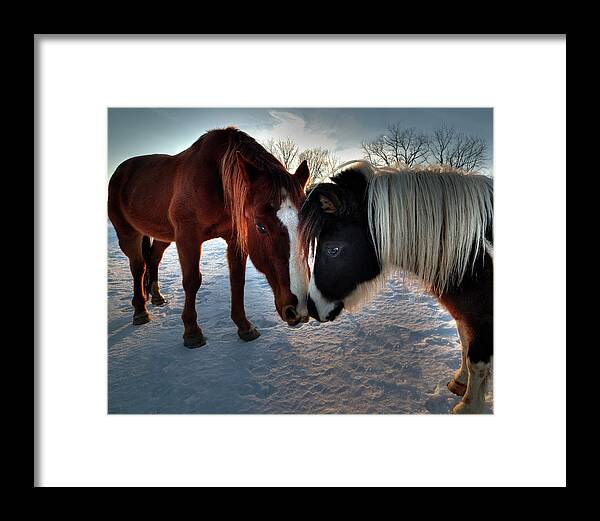Horse Friends Pals Buddies Kissing Shetland Snow Winter Farm Rural Sunset Horses Equine Snow Mane Sweet Love Framed Print featuring the photograph Best Friends - two horses showing each other some affection in winter sunset by Peter Herman