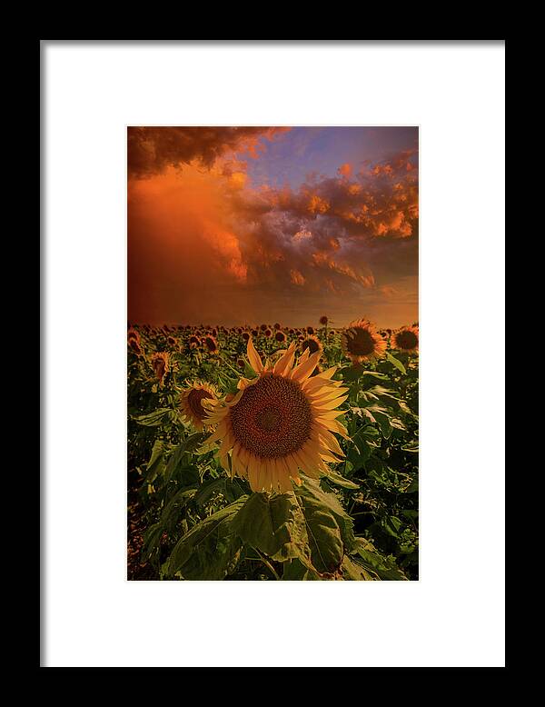 Sunflowers Framed Print featuring the photograph Better Days by Aaron J Groen