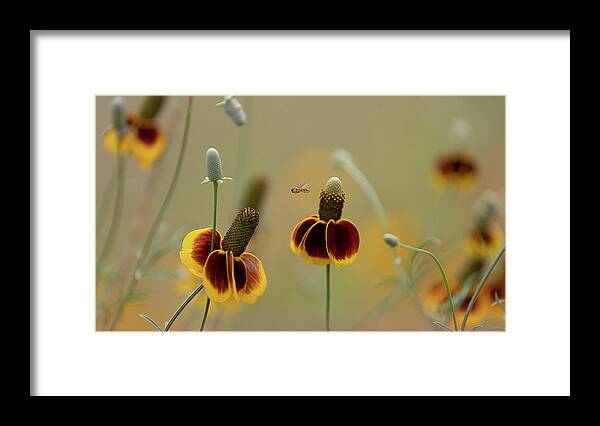 Insect Framed Print featuring the photograph Between Flowers by Deon Grandon
