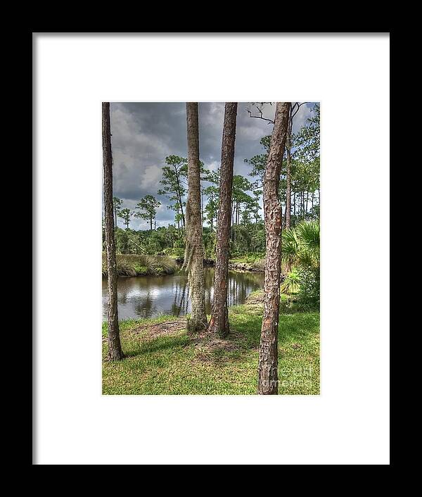 Trees Framed Print featuring the photograph Between the Pines by Debbi Granruth