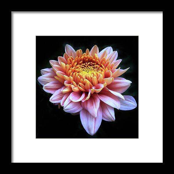 Chrysanthemum Framed Print featuring the photograph Blushing Beauty by Jessica Jenney
