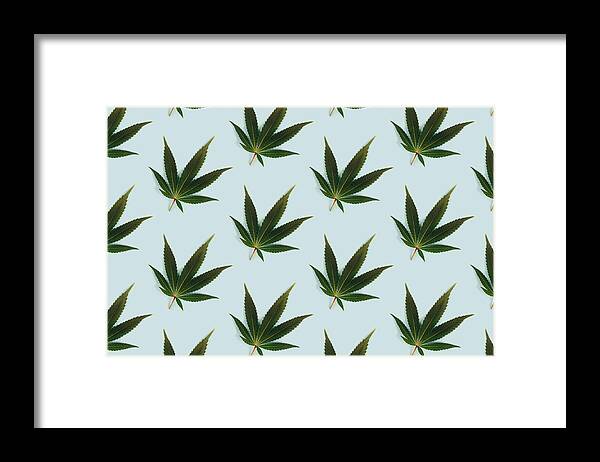 Orange Color Framed Print featuring the photograph Big beautiful green leaf of marijuana close up by Olena Ruban