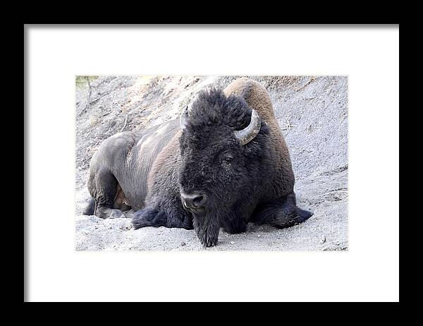 Bison Yellowstone Framed Print featuring the digital art Big Boy by Tammy Keyes
