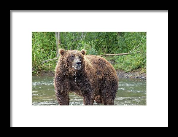 Bear Framed Print featuring the photograph Big brown bear in river by Mikhail Kokhanchikov