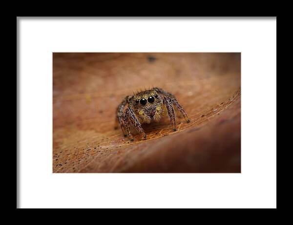 Jumping Spyder Oak Leaf 8 Legs Framed Print featuring the photograph Big Eyes... by Timothy Harris