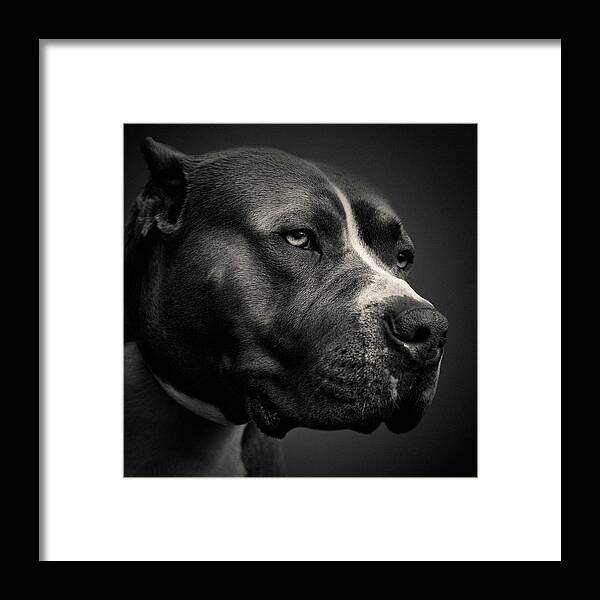 Pitbull Framed Print featuring the photograph Big Fella by Dave Bowman