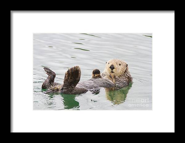Otter Framed Print featuring the photograph Big Foot by Chris Scroggins