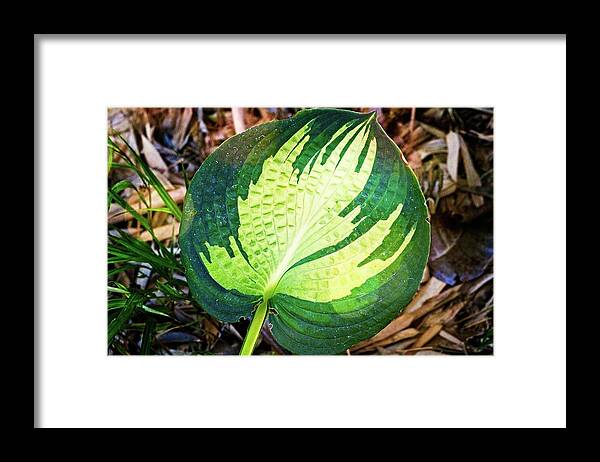 Blooming Framed Print featuring the photograph Big Leaf by David Desautel